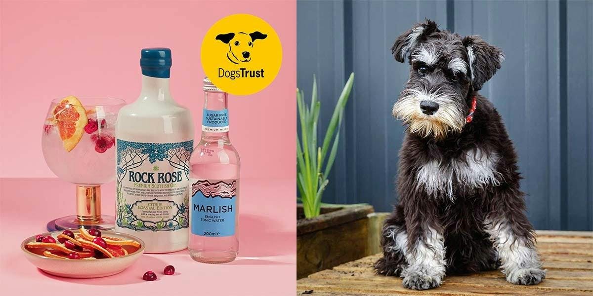 Craft Gin Club and Dogs Trust have teamed up with five fabulous distillery dogs to help share some puppy love!