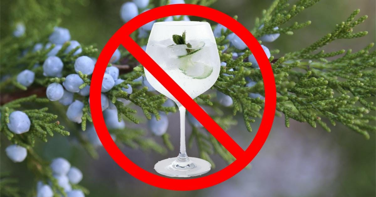 No more gin? Locusts wipe out juniper across world