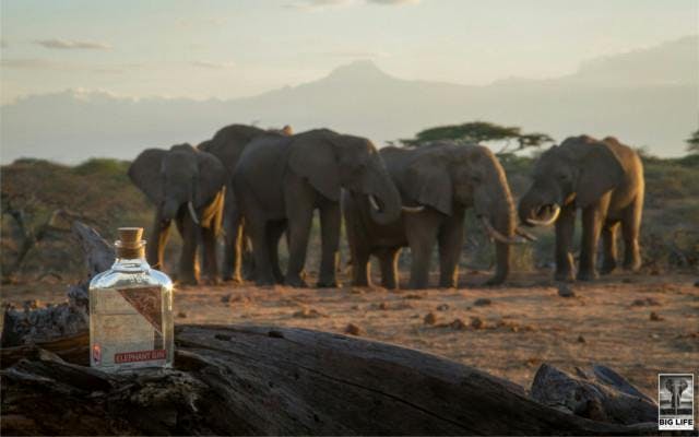 Elephant gin with elephants