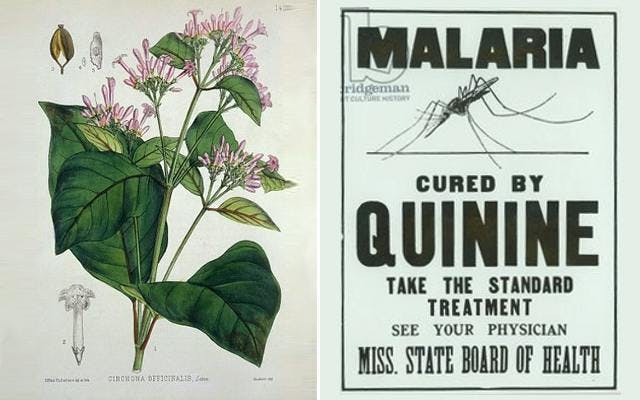 Malaria quinine