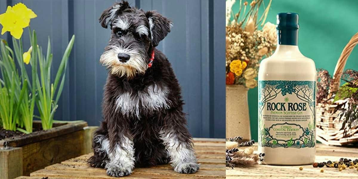 Do the rounds with Mr. Mackintosh, Rock Rose Gin Distillery's number one pooch!  