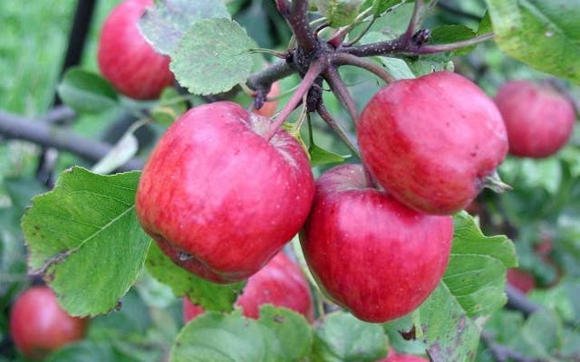 Apple european botanical