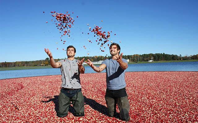 Ben and Dan Ritsema throwing cranberries