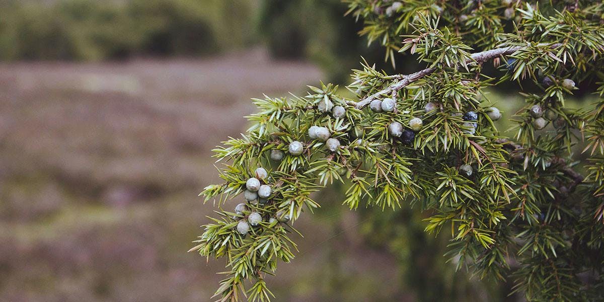 Phew! Has this tree charity saved the UK's native 'gin plant', Juniper, from extinction?