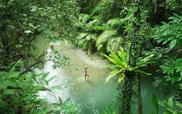 Daintree Rainforest, Tropical North Queensland, Australia.