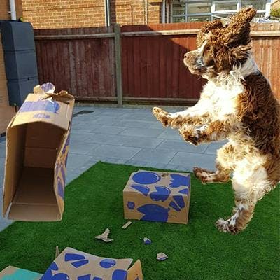 Craft Gin Clubber, Patricia F.’s, excitable pup Jasper, never fails to make us smile as he jumps for joy at the arrival of a Craft Gin Club delivery!
