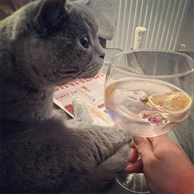 Nothing like an evening curled up with a purr-fect G&amp;T! Craft Gin Club member Liz T. and her feline friend