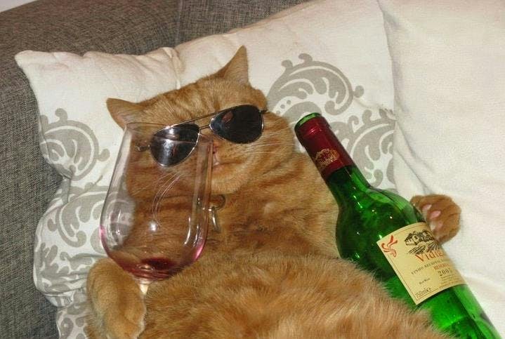 Wine & Whiskies for the Fat Cat 1%. Gin & Vodka for the other 99?