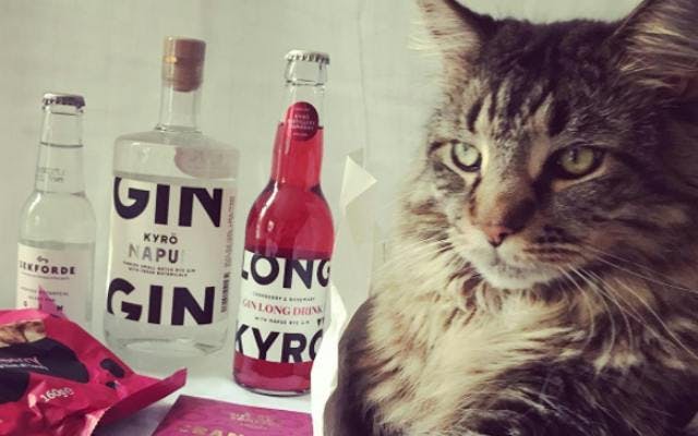 Big Tabby cat with the Kyro Napue gin box of the month