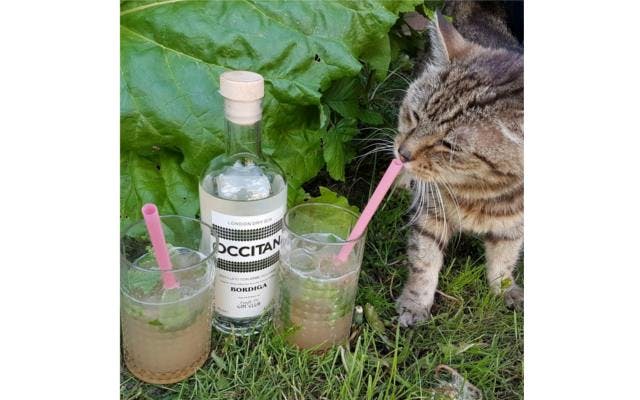 Tabby cat with Occitan Gin Cocktail