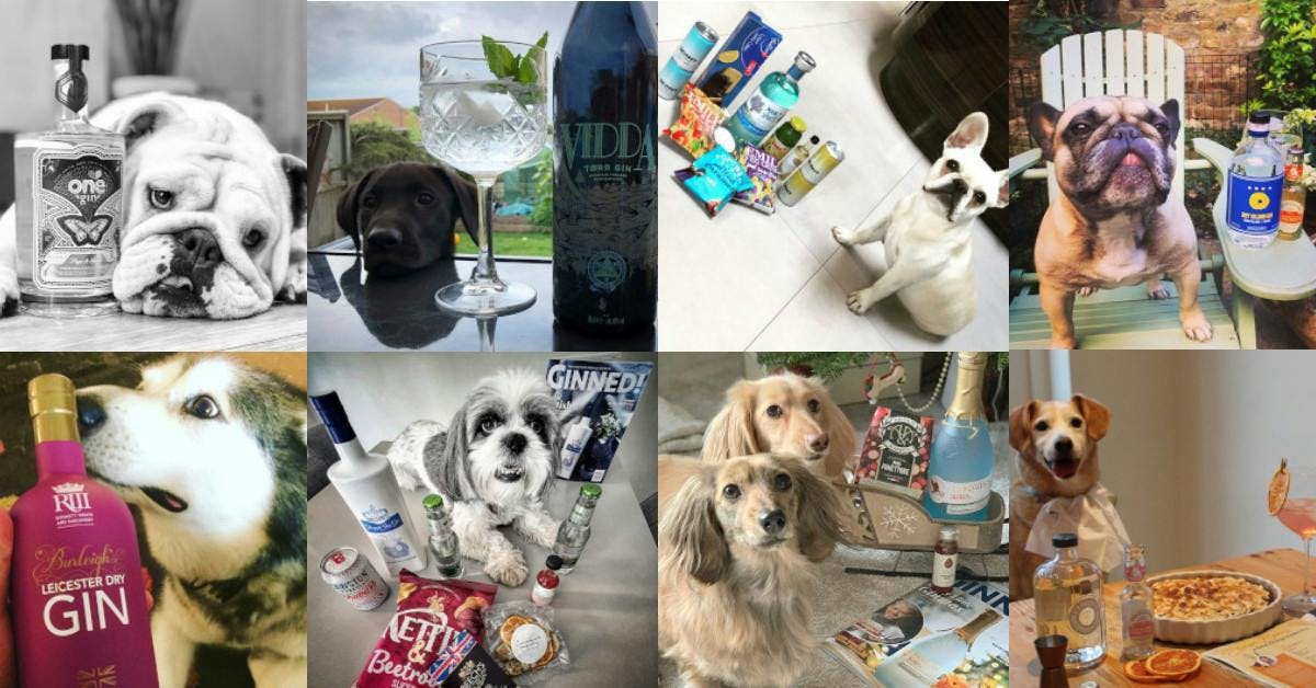 Let’s celebrate gin… and pups! 