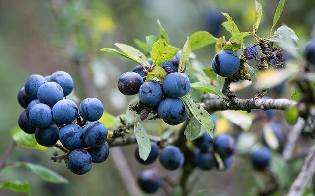 Sloe berries are the fruit of the blackthorn - watch out for thorns when picking!