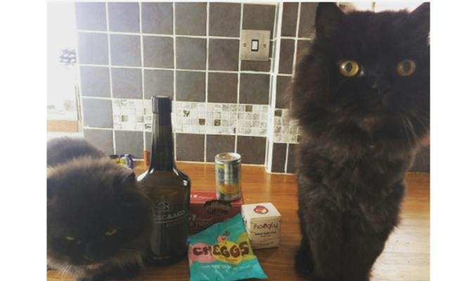 Two black cats with the Konsgaard Gin