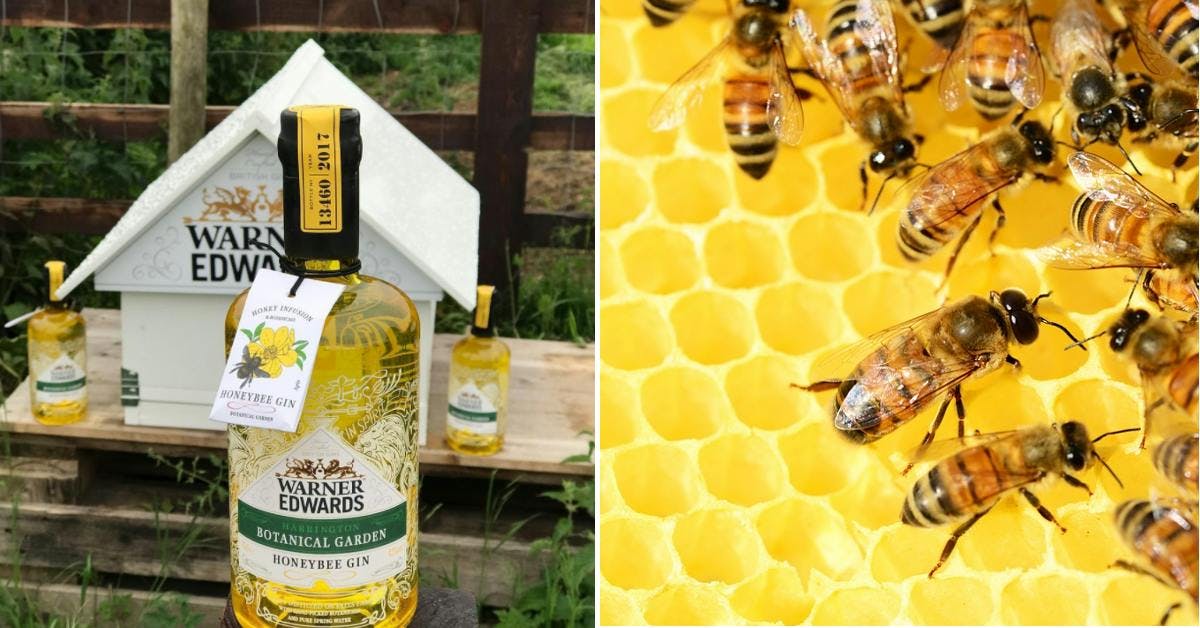 Love Warner Edwards Honeybee Gin? 5 ways YOU can help save the bees