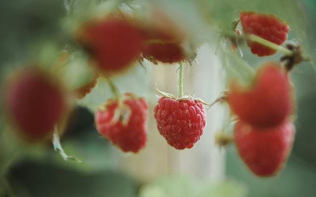 rasberries.png