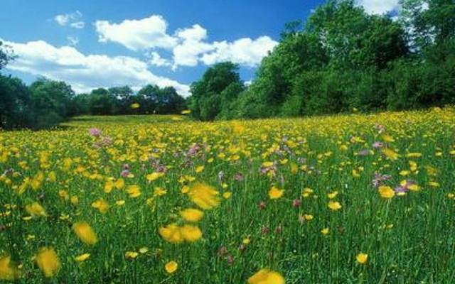 Kingcombe meadows in devon wildflowers and butter cups idyllic countryside