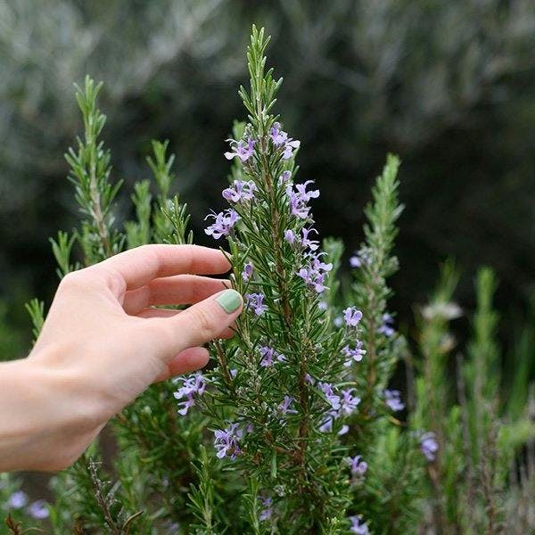 Rosemary plant with flowers