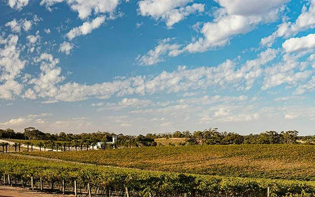 The luscious vineyards of Barossa Valley