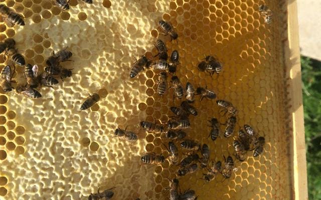 Bees on honeycomb bee keeping