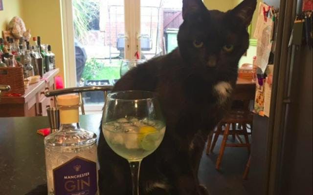 manchester+gin+black+cat.png