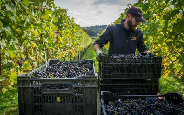 Hattingley Valley english sparkling wine vineyard energy efficient