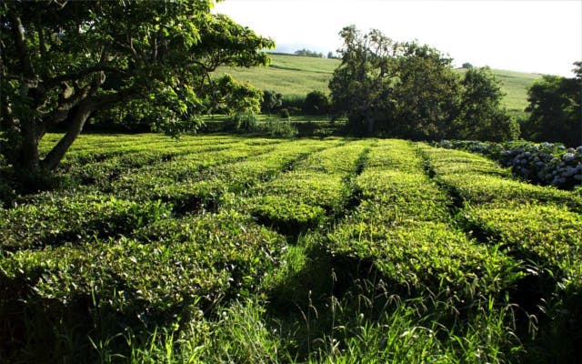 Ireland Drumshanbo Fields of green