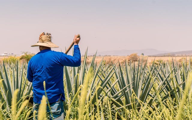 agave+farmer+mexico.png