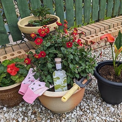 A bottle of gin in a plant pot with some gardening gloves and shears