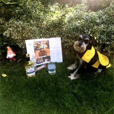 gin ginstagram photo competition dog bee costume