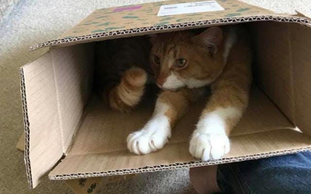 cat in craft gin club box