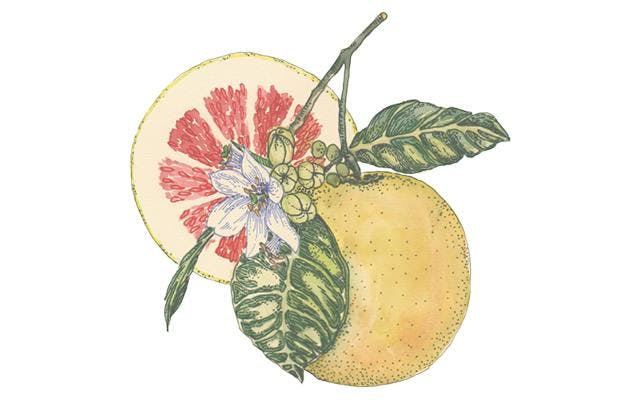 citric-pomelo-botanical.jpg