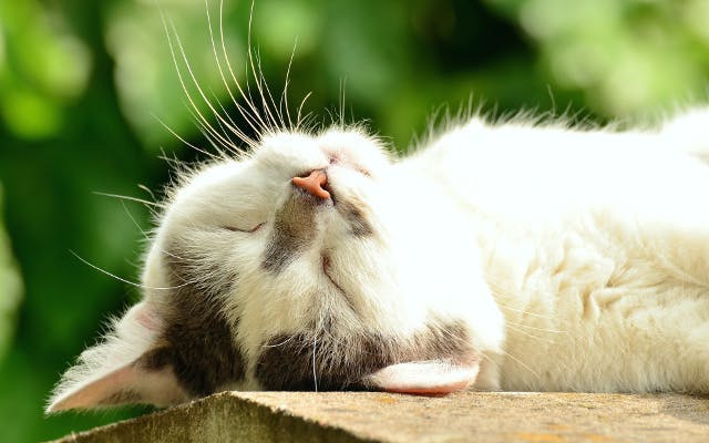 Sweet cute napping cat in the garden sunbathing