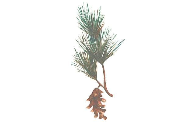 pine botanical.jpg