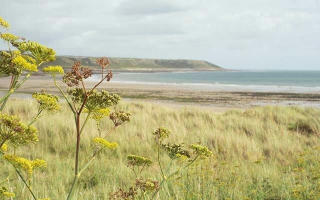 Fennel and other botanicals for the gin grow wild along the dunes of the Gower Peninsula