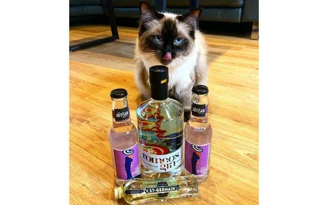 Steph’s pic of our May Gin of the Month has us ‘feline’ fine!
