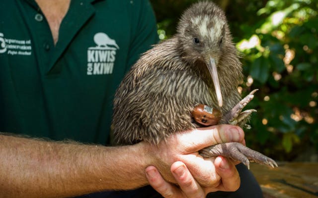 Kiwis for kiwi bird