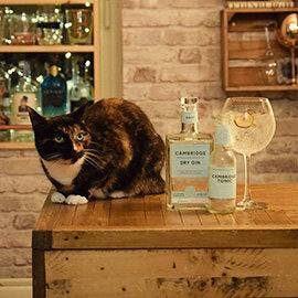 Cat-Cambridge-gin.jpg