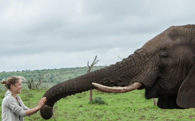 Elephant trunk touching woman