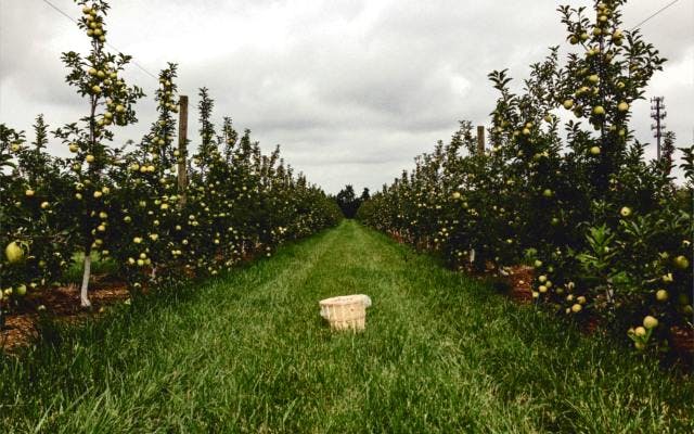 Apple orchards at Kongsgaard Gin distillery grounds