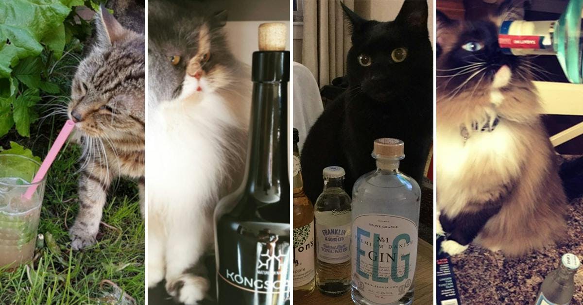 Gin and Cats...Two of our Favourite Things in One Place