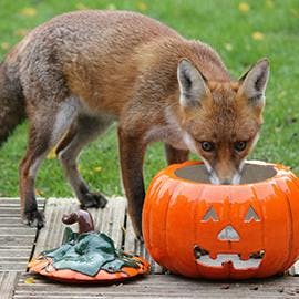 Ginger the fox (gettit?) is a regular visitor to member, Julie’s, garden - especially when there’s a beautiful pumpkin full of treats out on display!