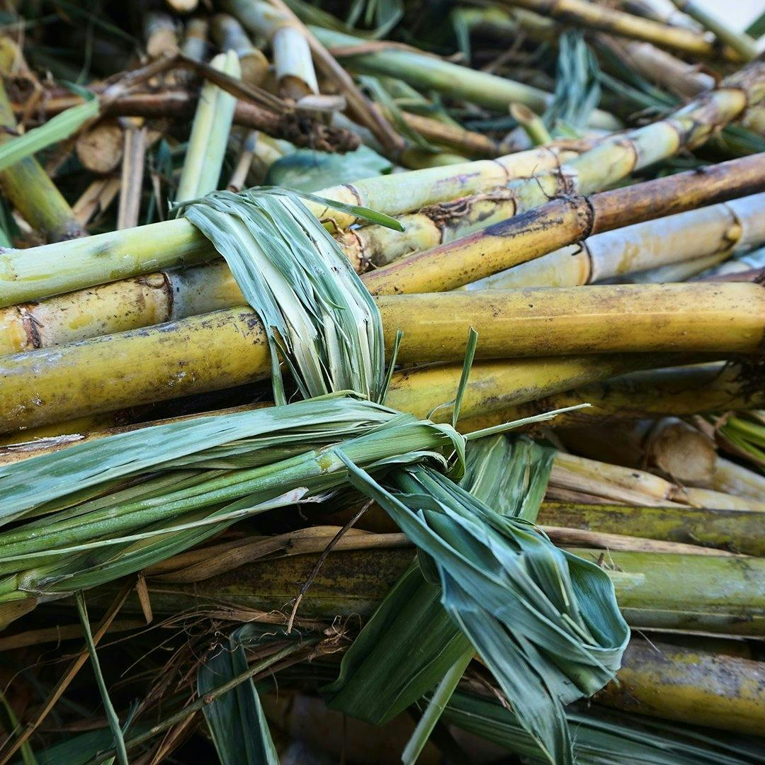 Fresh sugar cane in a bundle