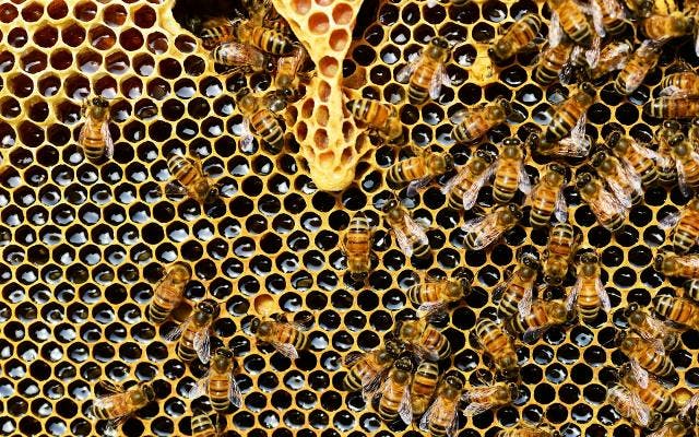 honeycomb honey bees