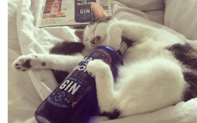 Cat and bottle of Marylebone Gin