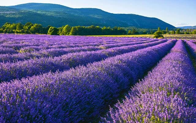 Provence is famed for its lavender fields