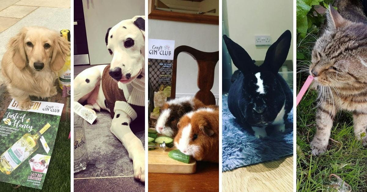 7 Picture Of Pets And Gin That Will Make You Say Aww On World Animal Day