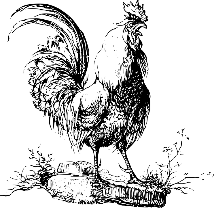 rooster dorset