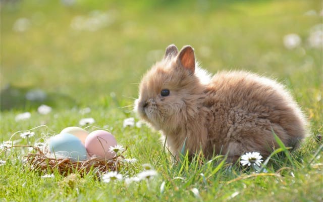 Easter fluffy Bunny rabbit with easter eggs in nest in a daisy field