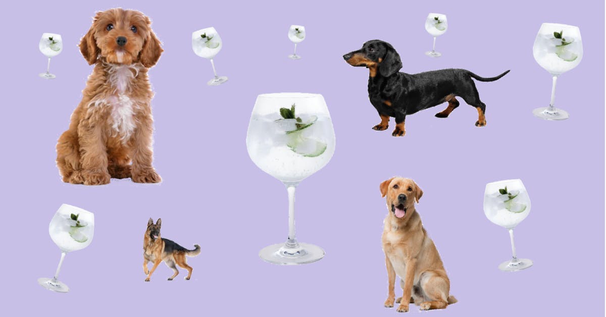 Gin and tonics on purple background with a labradoodle labrador daschund and german shepherd