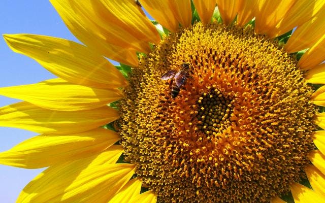 beautiful sunflower with bee collecting pollen